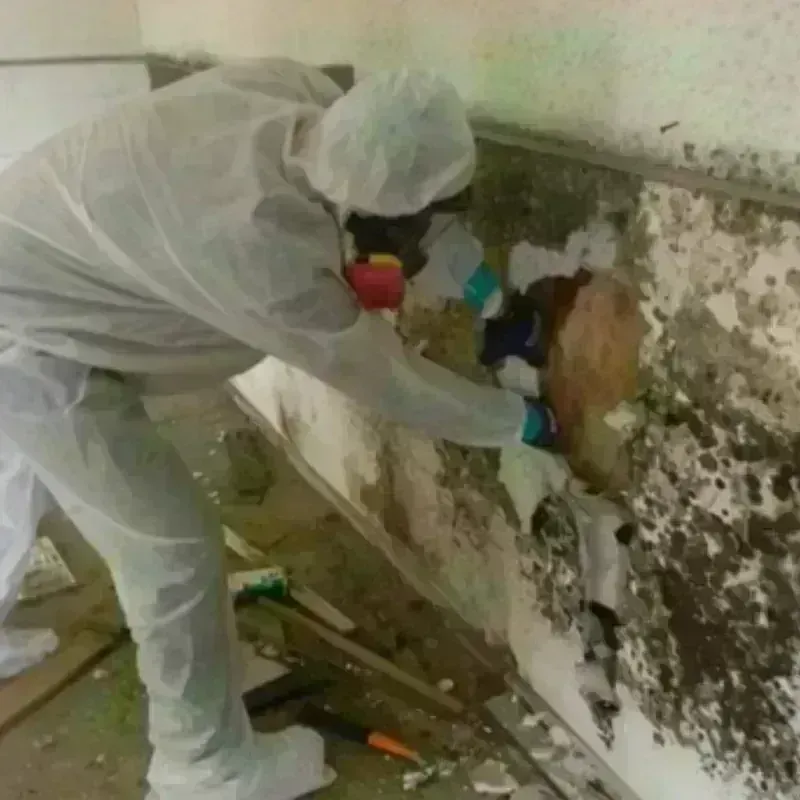 Mold Remediation and Removal in Argentine, MI